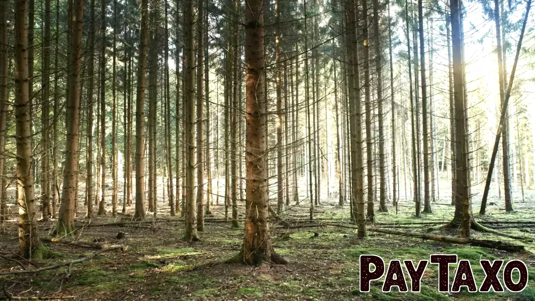 Exploring Transition Finance: A Pathway to Sustainability