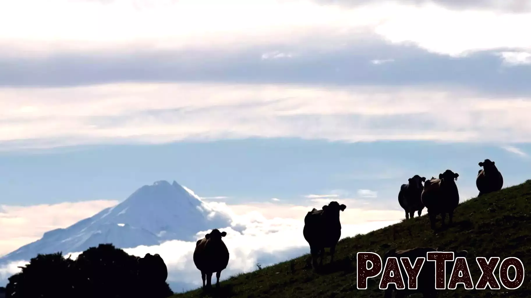 New Zealand Farmers Criticize Proposed Green Finance Regulations