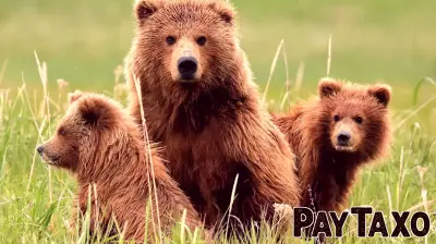 Understanding the Varied Interpretations of 'Bearish' in Investing